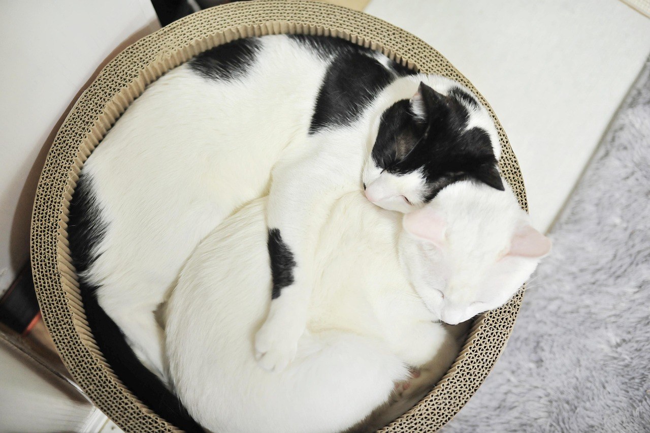 Velike istine koje možeš naučiti iz prvog poljupca - sve u prvih nekoliko sekundi!