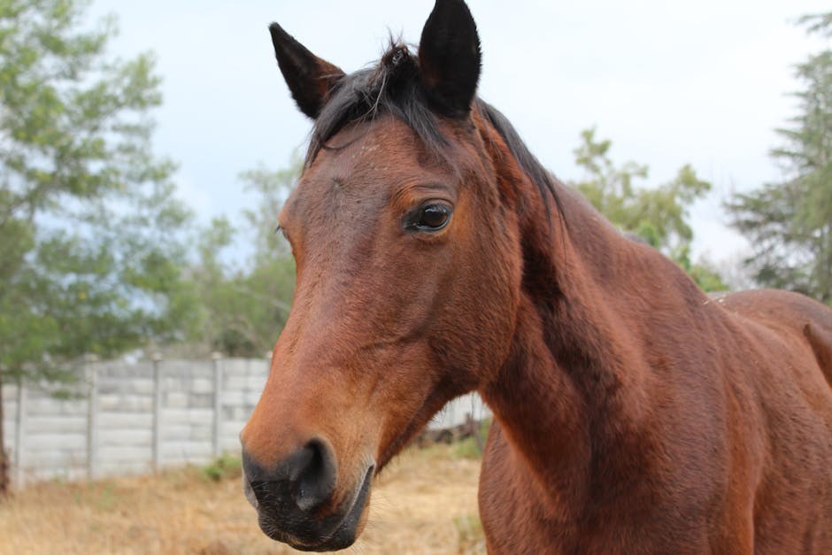 Velike grudi: usponi i padovi iz svakodnevice