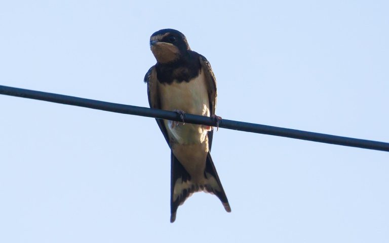 25 tajni kako zavesti prije poljupca i kako ga napaliti tijekom ljubljenja