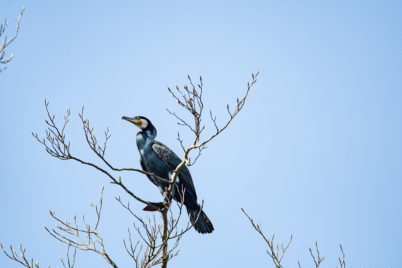 Što je redamancy ? 15 načina kako uzvratiti ljubav u potpunosti
