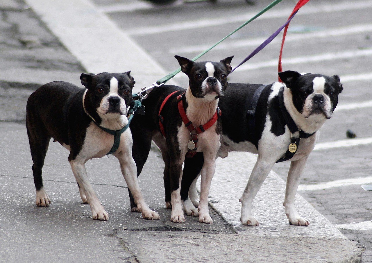 Spremni za zajedničko udomljavanje ljubimca: istinski znakovi da je vrijeme