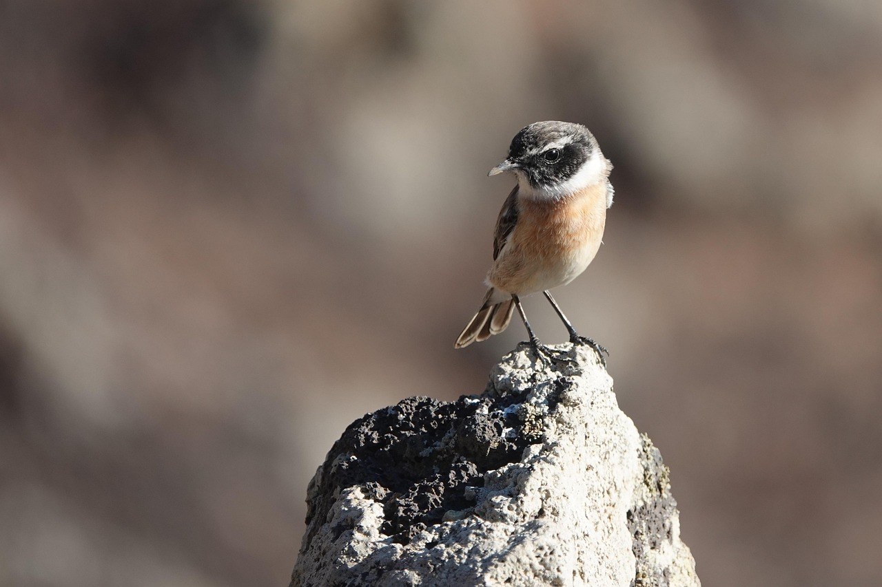 Seksualna kemija: što je, kako se osjeća, 52 znaka i načini kako je pojačati