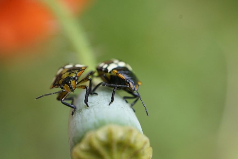 Kako radi Bumble ? 33 prednosti, mane i skriveni savjeti da ti doista proradi