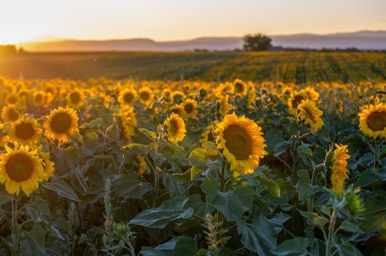 Kriza srednjih godina kod muškaraca: 16 uzroka, faze i 29 znakova te načini suočavanja