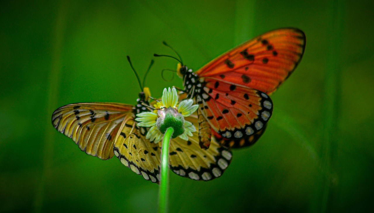 Gym Crush : 17 načina kako prići tipu i zainteresirati ga u teretani